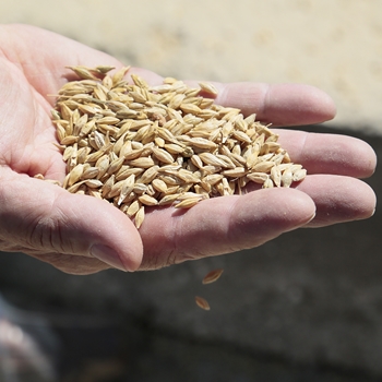 Matières premières tourteaux, coproduits, céréales